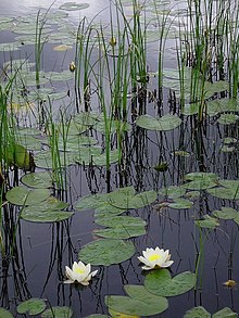 Water lilies and reeds represent two ecological categories of emergent aquatic vegetation. Water lilies and reeds, Lochan Dubh - geograph.org.uk - 233467.jpg