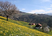 A field of dandelions in Weiler, Austria WeilerVlbg7.jpg