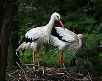 Weißstorch, Ciconia ciconia