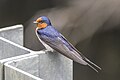 * Nomination Welcome swallow (Hirundo neoxena) --Charlesjsharp 11:46, 29 February 2024 (UTC) * Promotion  Support Good quality. --Poco a poco 18:47, 29 February 2024 (UTC)