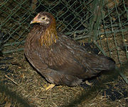 Welsummer Bantam Hen.jpg