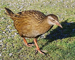 Western Weka.jpg