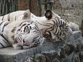 White Tigers at Bannerghatta National Park