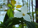 Weißer Trillium (Trillium grandiflorum).png