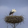 * Nomination White storks (Ciconia ciconia) --Charlesjsharp 13:44, 14 May 2023 (UTC) * Promotion Good quality. --Poco a poco 17:50, 14 May 2023 (UTC)  Support Good quality. --Vasmar1 17:52, 14 May 2023 (UTC)