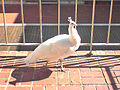 Adult white peahen, New Fortune Theatre