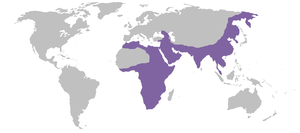 Wiki-Panthera pardus.png