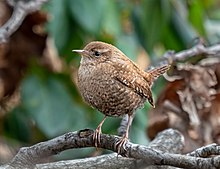 Winter wren in Prospect Park (32249).jpg