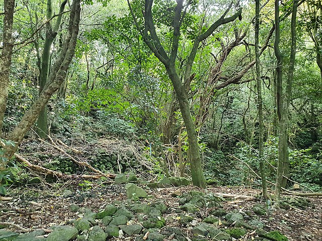 Almorah Rock Forest, an ecosystem that once covered much of the Auckland isthmus (pictured: lava rock forest remnant at Withiel Thomas Reserve, Newmar
