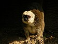 fehérhomlokú maki (Eulemur albifrons)