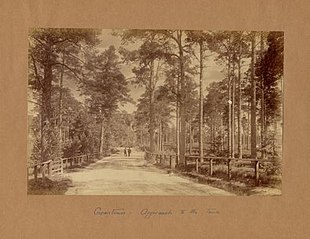 Woods At Grantown - George Washington Wilson - ABDMS018107