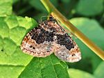 Xanthorhoe ferrugata (Geometridae sp.) female, Elst (Gld), the Netherlands.jpg