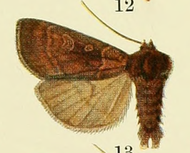 Xestia destituta