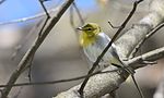 Thumbnail for File:Yellow-throated Vireo (26099874470).jpg