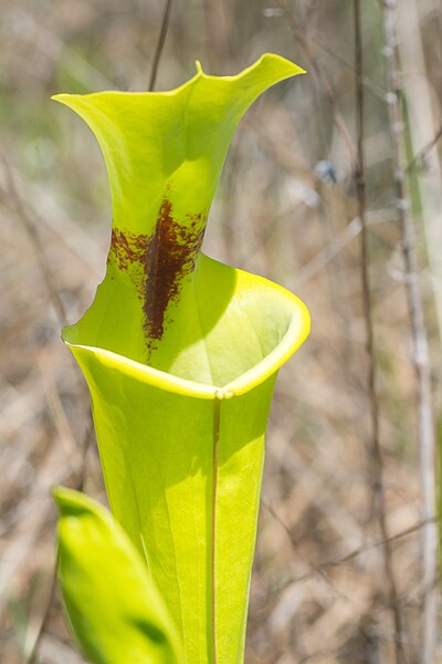 File:Yellow pitcherplant (Sarracenia flava) (41144086681).jpg