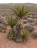 Miniatura para Yucca schidigera