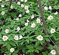 Zawilec gajowy, Anemone nemorosa, lasy, marzec-kwiecień