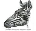 Page 176 "Head of zebra obtained during the Speke and Grant expedition"