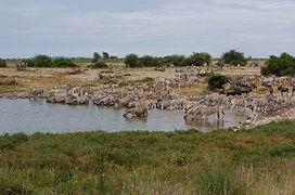 16.5.11 Zebras in Okaukuejo