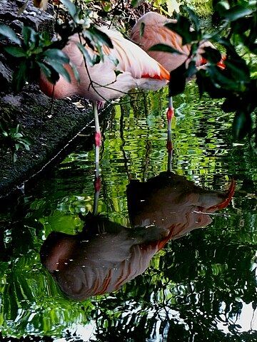 Phoenicopterus chilensis