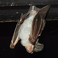 This image and following:Ghost bats at Featherdale Wildlife Park