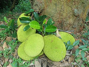 Nangka