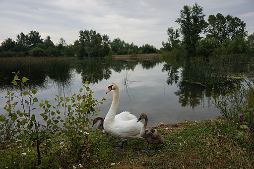 Чортория орнітологічний заказник