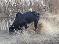 Cattle in Iran