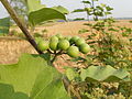 11:05, 5 August 2012ৰ সংস্কৰণৰ ক্ষুদ্ৰ প্ৰতিকৃতি