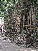 Roots encircling the ubosot