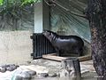上野動物公園, Ueno Zoo（Ueno Zoological Gardens） - panoramio (31).jpg