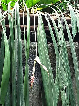 <i>Anthurium vittariifolium</i> Species of plant
