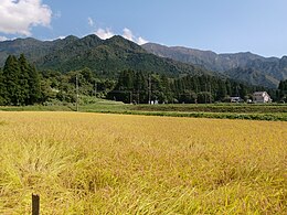 Riisipelto Minami-Uonumassa