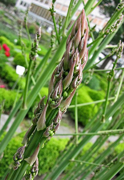 File:蘆筍(石刁柏) Asparagus officinalis -比利時 Ghent University Botanical Garden, Belgium- (9259214557).jpg