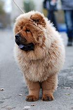 Male deals chow chow