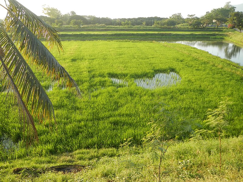 File:06370jfBarangay Fields Mandasig Pansinao Candaba Mount Arayat Pampanga Riverfvf 12.JPG