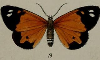 <i>Pitthea cunaxa</i> Species of moth