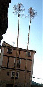 Detalle de chopos de Pascua plantados en la Plaza de Castielfabib (Valencia).