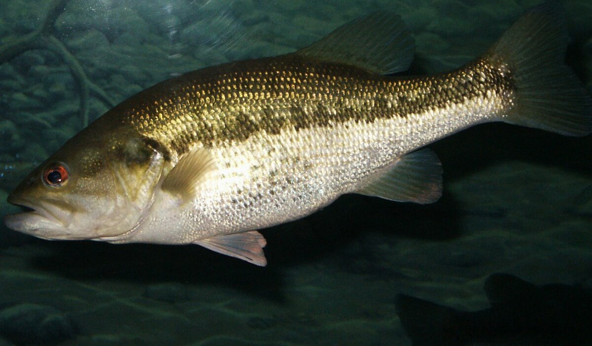 List of U.S. state fish - Wikipedia