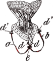 Fig. 158. — Le système Wagner puor fixer le corset.