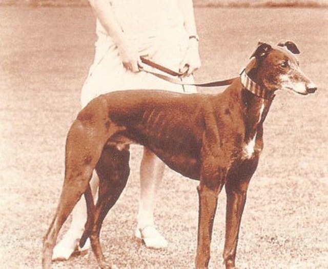 1929 Welsh Greyhound Derby winner Back Isle