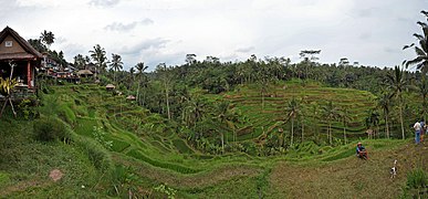 Tegalalang rice terrace in Ubud