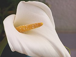 Zantedeschia aethiopica.