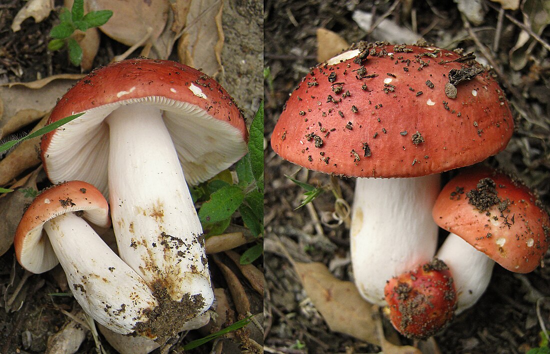 Russula subsect. Lepidinae