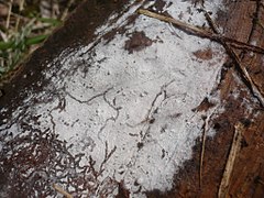 Botryobasidium subcoronatum (Botryobasidiaceae)