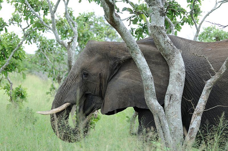 File:2013-02-24 07-13-03 South Africa Mpumalanga - Kruger National Park.JPG