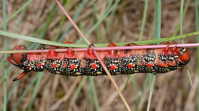 File:2013.07.01-12-Wustrow-Neu Drosedow-Wolfsmilchschwaermerraupe.jpg