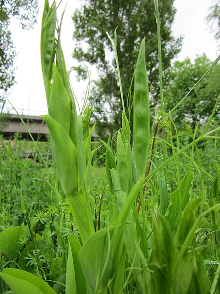 File:20130525Lathyrus latifolius1.jpg