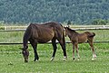 * Nomination Foals with their mothers 2 --Jacek Halicki 18:26, 19 August 2014 (UTC) * Promotion Good quality--ArildV 19:08, 22 August 2014 (UTC)