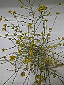 Пижмо виду Tanacetum microphyllum